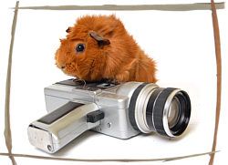 tengerimalac-videok.jpg